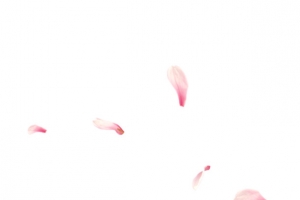 古风飘落花瓣4
