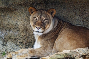 母狮 捕食者 大猫 野生动物 石头 4k壁纸 3840x2160