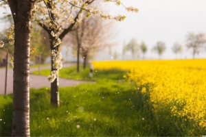 手绘唯美黄色小花草地