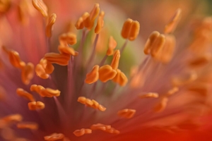 雄蕊 罂粟 花 宏观 4k壁纸 3840x2160