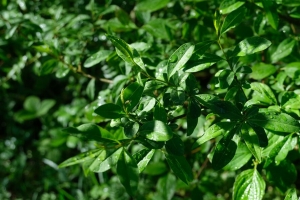 树枝 树叶 灌木 植物 绿色 湿 4k壁纸 3840x2160