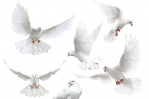 创意白色布拉格广场上的鸽子