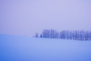 树 雪 冬天 极简主义 地平线 4k壁纸 3840x2160