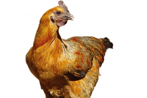 肉厚童子鸡家禽