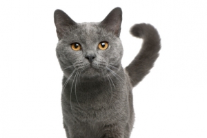 花猫