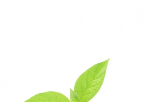 手捧绿色植物