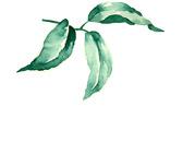 绿色水彩植物树叶设计