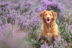 金毛猎犬 寻回犬 狗 突出的舌头 薰衣草 4k壁纸 3840x2160