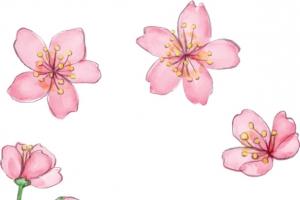 粉红浪漫樱花花纹