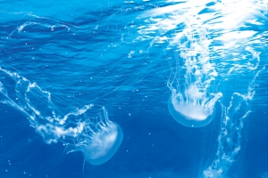 大海水母小鱼