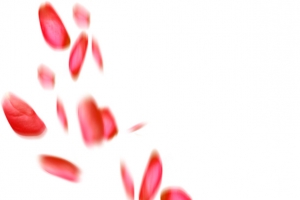 唯美花瓣地产用图图片