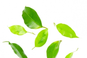 茶叶