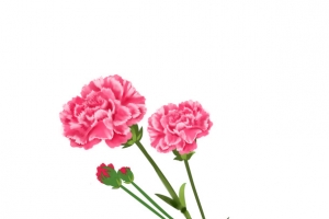 康乃馨母亲节花朵