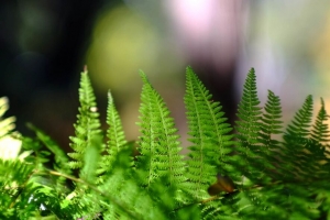 蕨类植物 叶子 植物 微距 模糊 4k壁纸 3840x2160