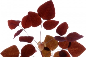 枫叶高清PNG透明漂浮叶子设计素材免费下载