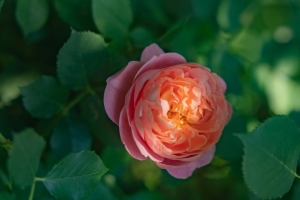 玫瑰 鲜花 4k壁纸