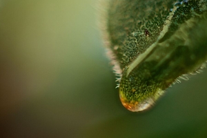 叶子 下降 宏 绿色 植物 4k壁纸 3840x2160