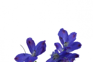 紫色花瓣款式