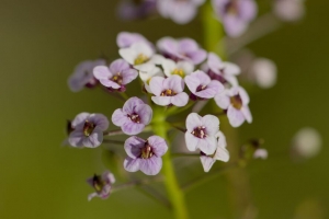  alyssum 花 花瓣 模糊 4k壁纸 3840x2160