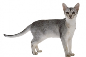 服的猫 宠物服装 宠物 午后 温