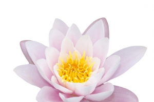 粉白色纯洁的莲蓬开花的水芙蓉实