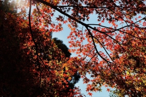 枫 秋天 树 树枝 4k壁纸 3840x2160