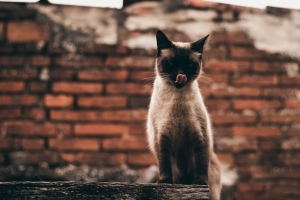 猫 暹罗 突出的舌头 有趣 宠物 4k壁纸 3840x2160