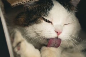 猫 宠物 突出的舌头 蓬松 可爱 盒子 4k壁纸 3840x2160
