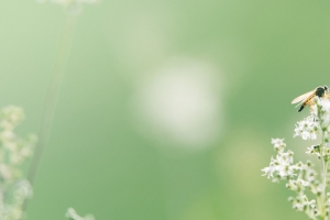 风景摄影蜜蜂落在花枝上