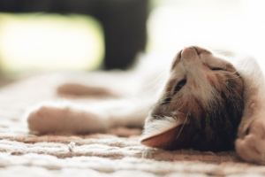 黑白相间小猫4K壁纸