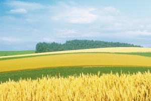 麦子小清新背景banner