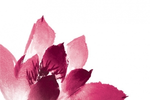 手绘莲花粉红莲花