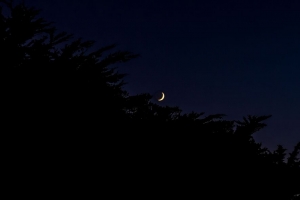 月亮 夜晚 树枝 剪影 深色 4k壁纸 3840x2160