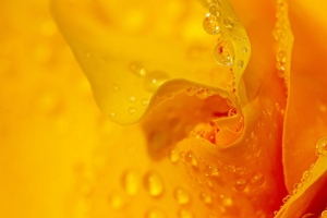 滴 水 花瓣 花 微距 黄色 4k壁纸 3840x2160