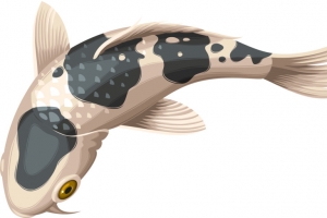 矢量锦鲤动物素材图