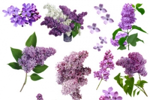 紫色的丁香花