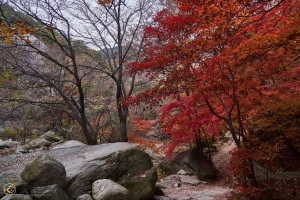 树 路径 石头 秋天 风景 4k壁纸 3840x2160