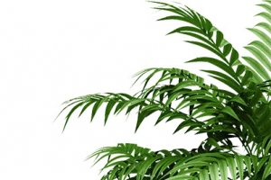 植物家居生活1