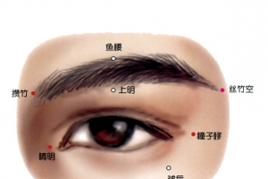 人体眼部穴位分布