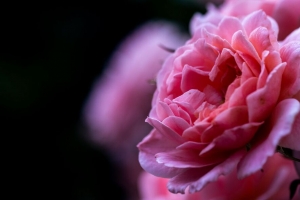 玫瑰 粉红色 花 微距 特写 花瓣 4k壁纸 3840x2160