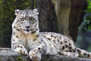 雪豹 大猫 捕食者 娱乐 4k壁纸 3840x2160