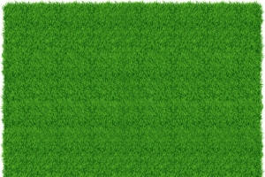 淡绿色草地拍摄