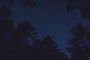 星空 仰视 夜晚 树木 顶部 星星 4k壁纸 3840x2160