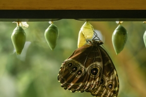  morpho peleides 蝴蝶 宏 茧 模糊 4k壁纸 3840x2160