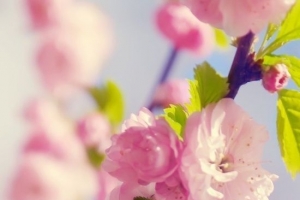 幸福唯美模糊花朵