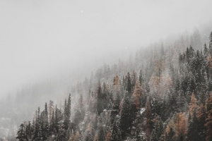 森林 树木 针叶树 降雪 雪 斜坡 4k壁纸 3840x2160