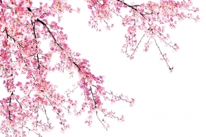 桃花盛开