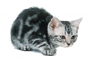 可爱的猫