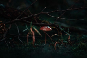 蘑菇 苔藓 草 树枝 宏观 4k壁纸 3840x2160