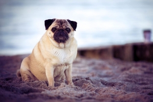  pug 狗 宠物 海滩 4k壁纸 3840x2160